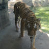 Wisener & Danny's 2nd Indiana Visit : Indianapolis Zoo