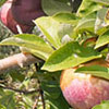 Tuttle Orchards 2020