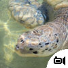 Cayman Turtle Centre